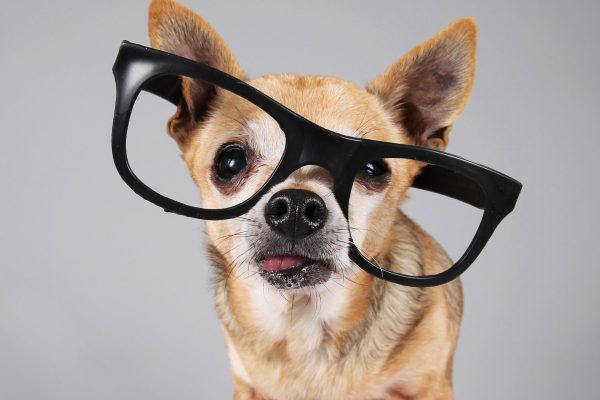 Top AI-Powered Gadgets Revolutionizing Pet Care in 2025