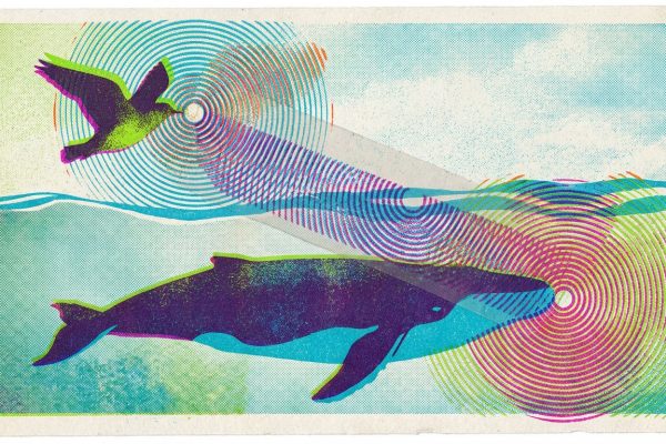 Google DeepMind’s Bioacoustic AI Model Excels in Whale Detection Using Bird Call Training