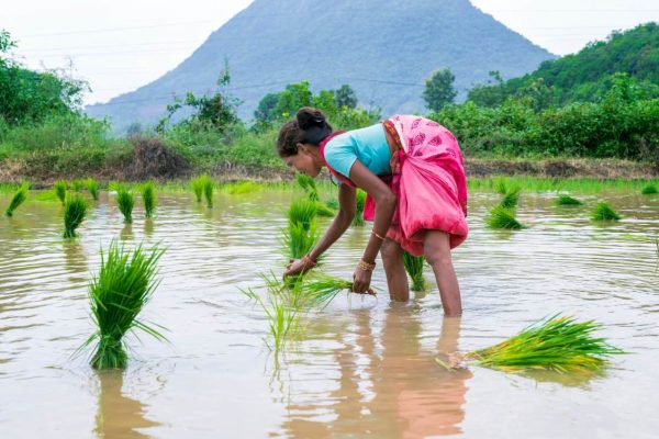 AI Startup Mitti Labs Aids Indian Rice Farmers in Combating Climate Change