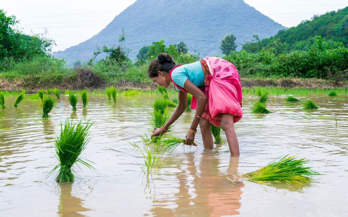 AI Startup Mitti Labs Empowers Indian Rice Farmers in Climate Change Fight